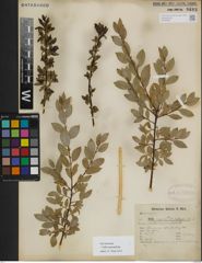 Foto von Salix myrsinifolia Salisb.